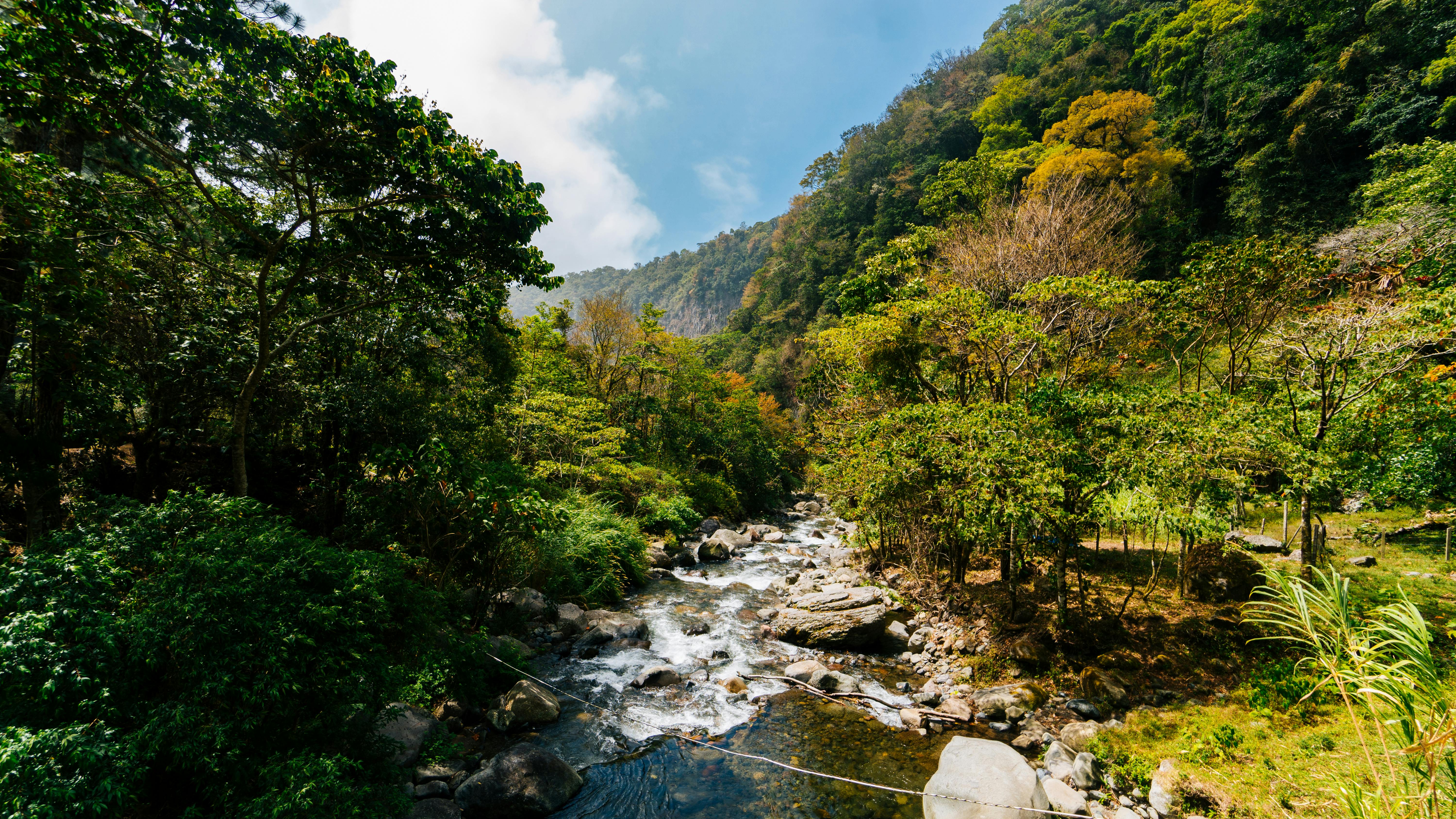 Panama Geisha Çekirdekleri